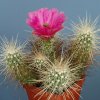 Echinocereus_stramineus